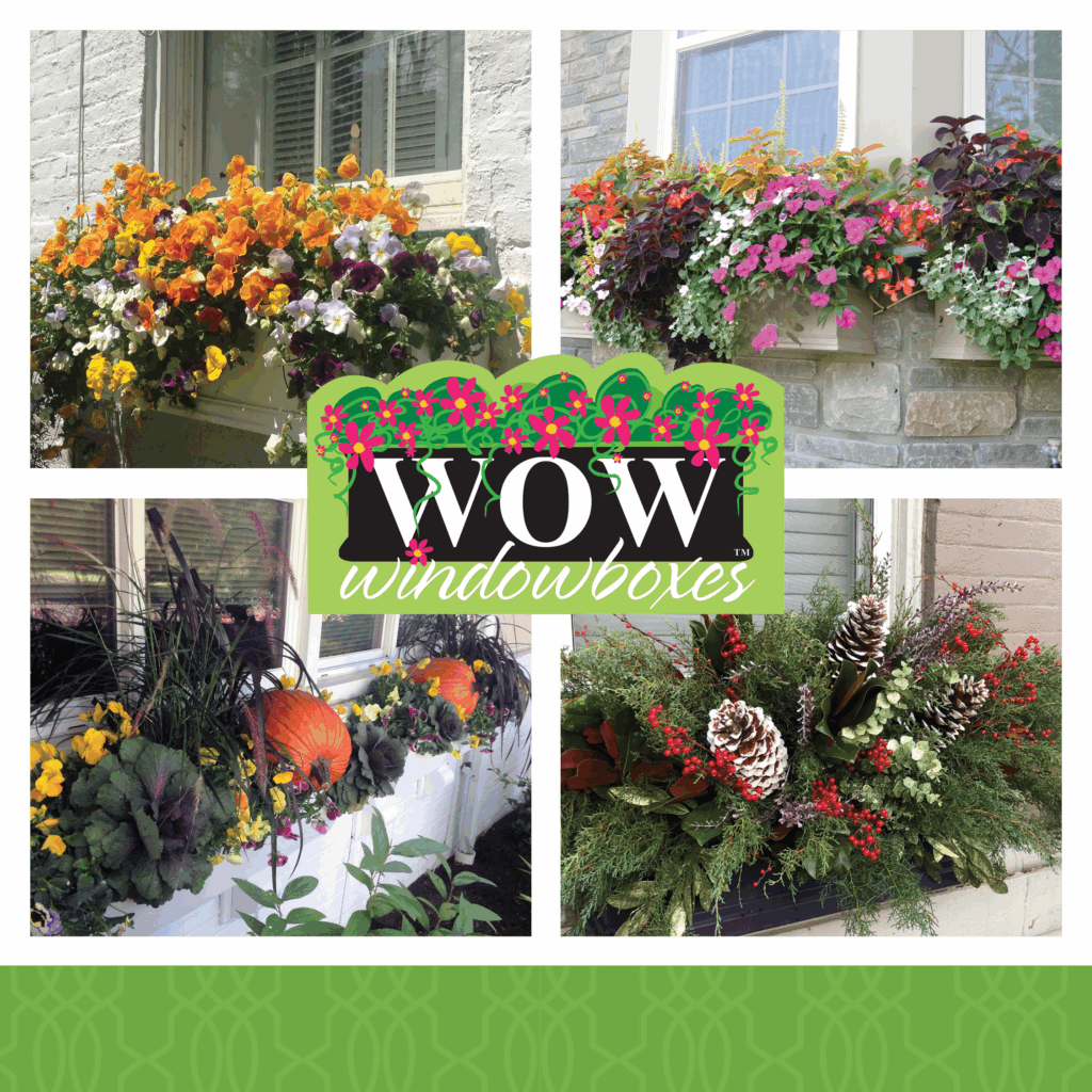 WOW Windowboxes BIrmingham 4 seasons of arrangements