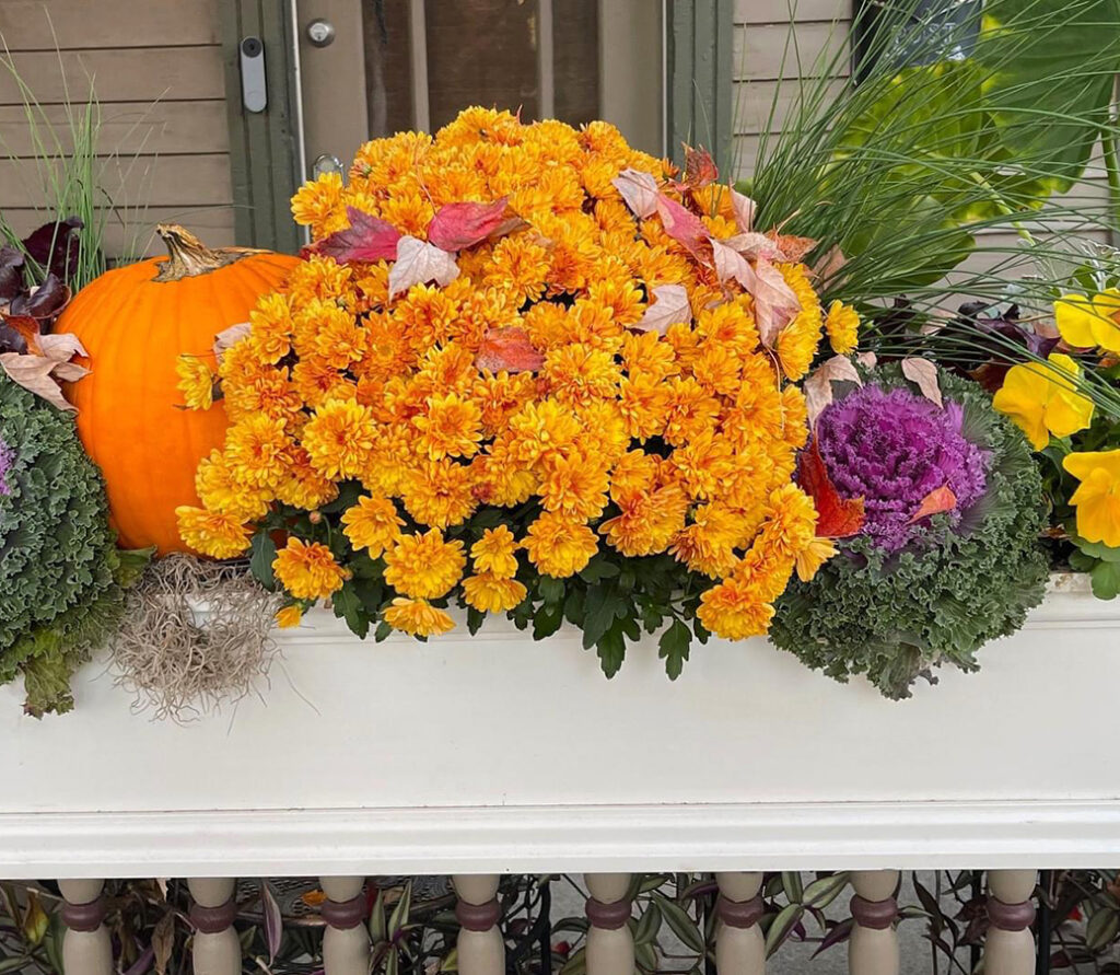 WOW Windowboxes Fall Gallery