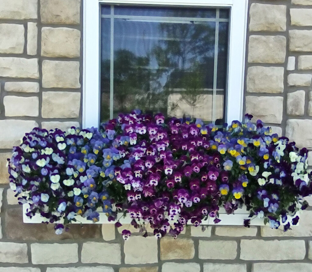 WOW Windowboxes Spring Gallery