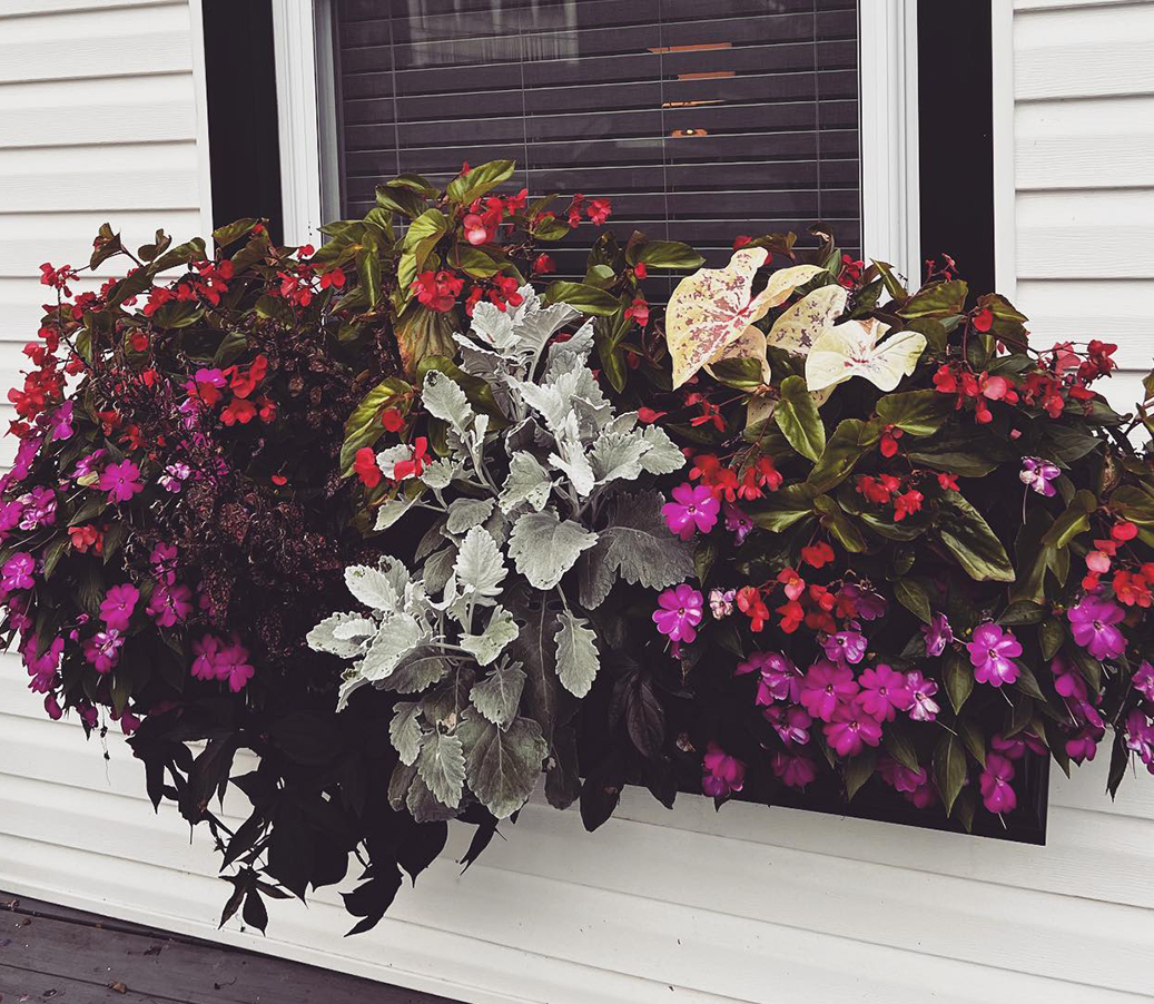 WOW-Summer-FranchiseHeader WOW Windowboxes Summer Gallery