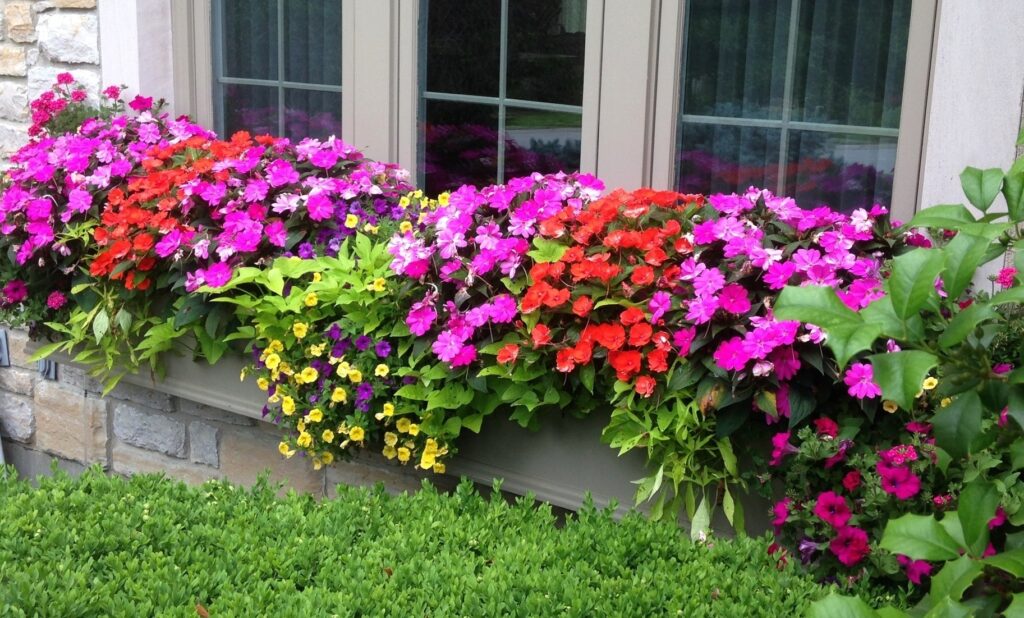 WOW Windowboxes Colorful Bloom