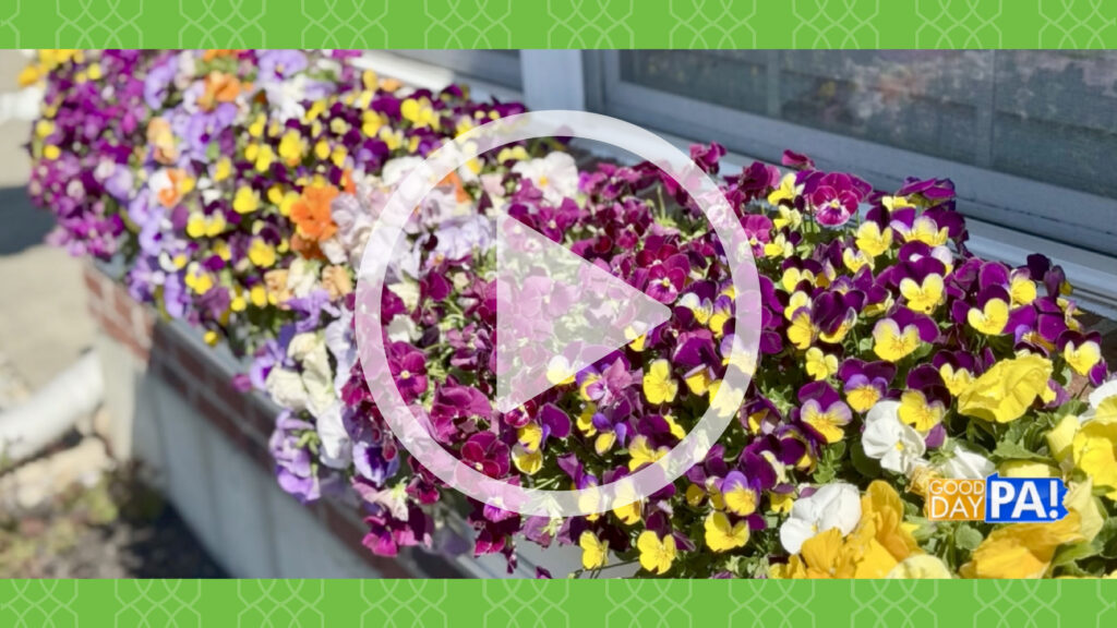 Good Day PA Interview with Dave Miller