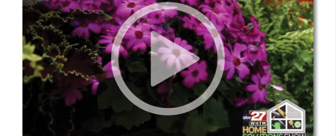 WOW Windowboxes Central PA ABC News 27