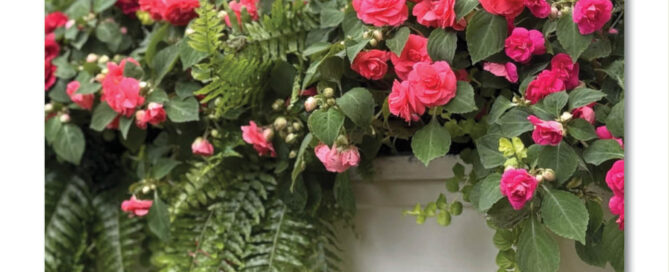 WOW Windowboxes Birmingham City News Blog Post
